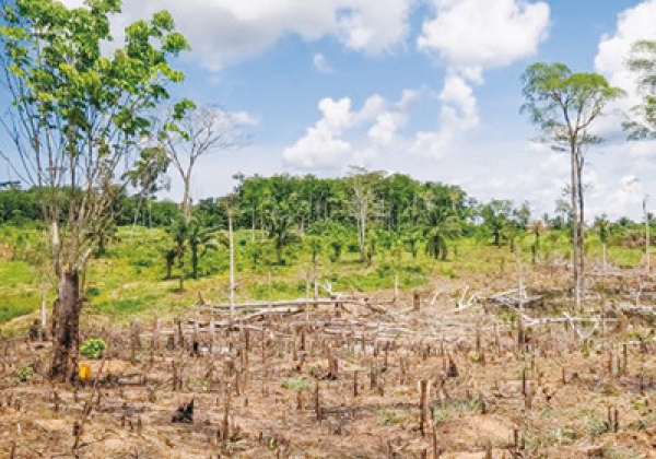 Perceptions On The Importance Of Forest Sector Innovations