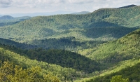 Forested Future: Restoring Our Relationship With The Natural World
