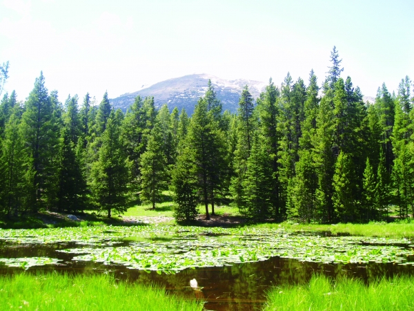 Reducing Forest Residue Volume