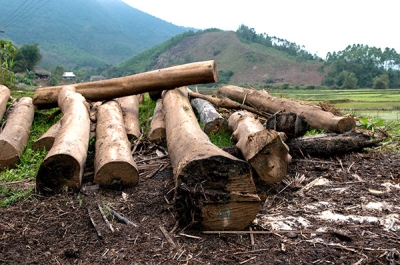 Vietnam&rsquo;s Timber Industry Aims For Higher Value-Added Growth