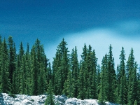 25 Years Of Criteria &amp; Indicators For Sustainable Forest Management