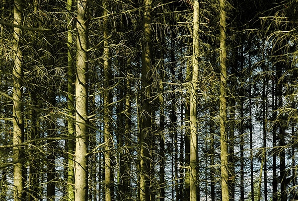 A Comparative Pot Experiment For Tree Seedling Growth On Decayed Wood