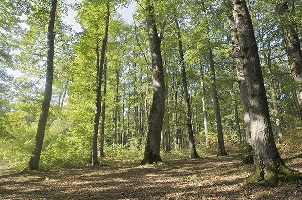 Identification  Of Virus  For Oak Health