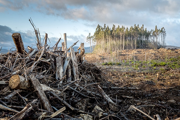 Diversifying Forest Landscape Management In Australia