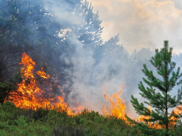 Socioeconomic Impacts Of Forest Fires Upon Forestry Sector