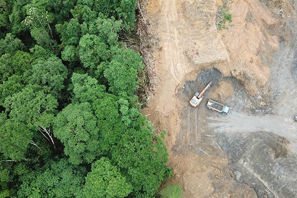 Blockchain For Timber Traceability Under The EU Deforestation Regulation